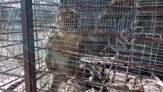 لم تتصور المشهد قرد يرضع زب قرد آخر 