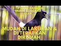 Download Lagu LAKUKAN ini!! 3 Rahasia Agar Murai Bongkar Isian, Ternyata Simpel Banget!