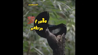 الشاب بلال مالك تبومبي علينا حالة واتساب Cheb Bilal Malk Tbombé 3lina Statut 