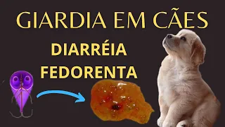 GIARDÍASE CANINA! TE EXPLICO TUDO! ZOONOSE!