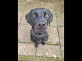Flo the Labrador x Pointer - 4 Weeks Residential Dog Training