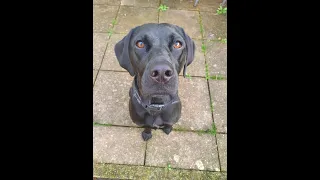 Flo the Labrador x Pointer - 4 Weeks Residential Dog Training