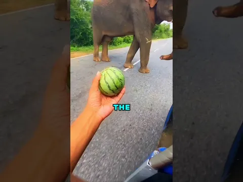 This Elephant Refused to Eat… The Reason Will Melt Your Heart 🥹❤️ /#ytshorts #shorts #emotional