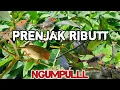 Download Lagu Mp3 pikat prenjak kepala merah ribut paling ampuh😱😱 auto ngumpul nih‼️