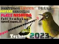 Download Lagu Materi sogon 2023!!Materi pleci NISHIDA,bren ciblek.cepat Diserap burung,gampang masuk.