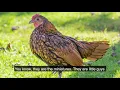 Are Bantam Chickens right for you