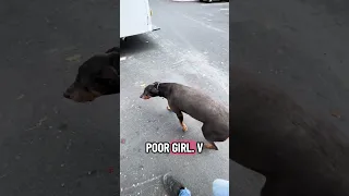 #fyp #dream #pets #doberman #vlog