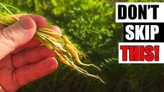 4 Reasons To Thin Your Carrots - Garden Quickie Episode 304