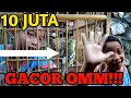 Download Lagu REVIEW  BURUNG DECU GACOR MILIK BOCIL SEHARGA 10 JUTA