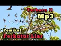 Download Lagu TERBARU‼️Mp3 SUARA PERKUTUT / MERBUK NGRISTAL NGEROT ‼️