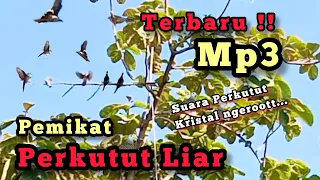 Download TERBARU‼️Mp3 SUARA PERKUTUT / MERBUK NGRISTAL NGEROT ‼️ MP3