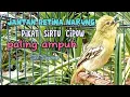 Download Lagu Sirtu,Cipow jantan betina gacor ampuh untuk pikat,pancingan Sirtu macet#sirtugacor@srfchannel3881