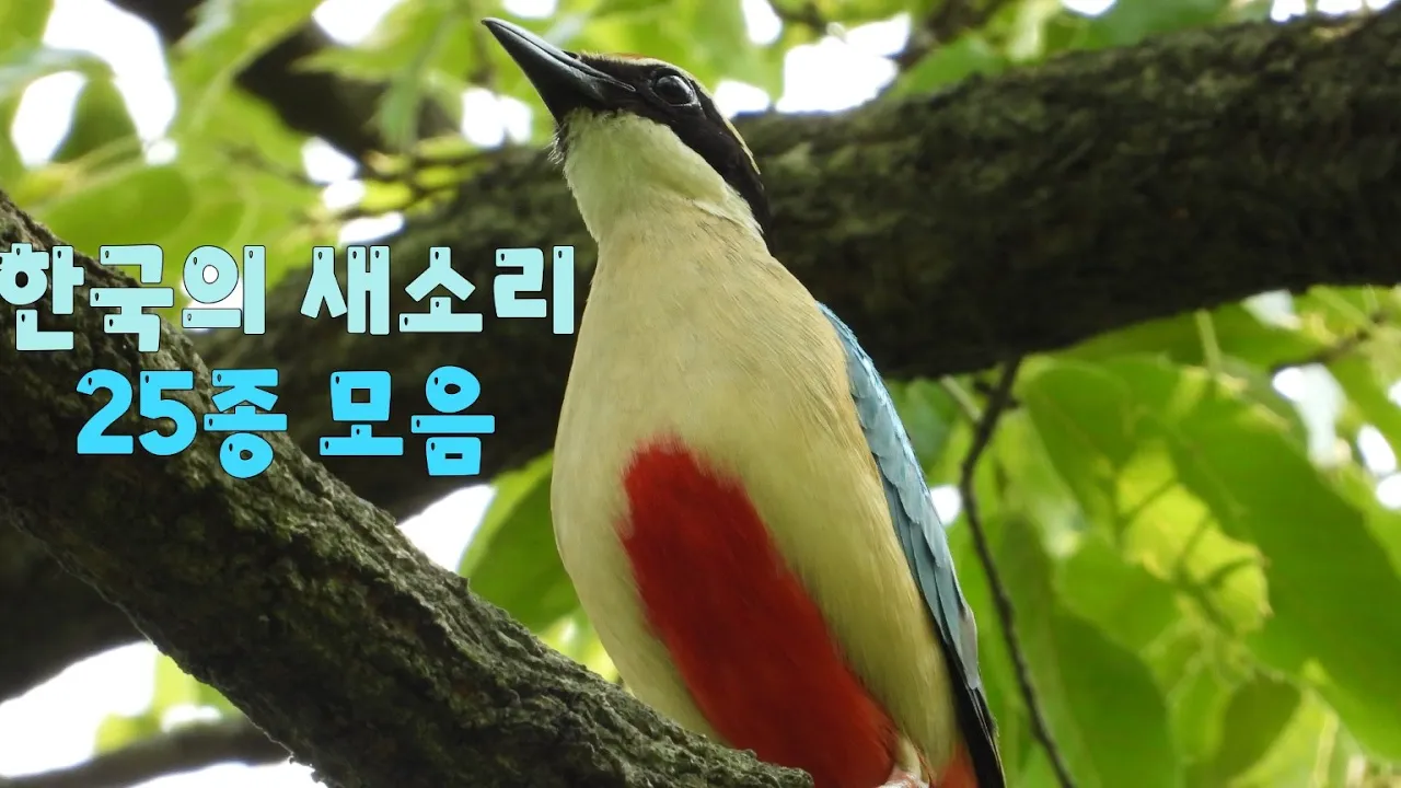 한국의 새소리 25종 모음(되지빠귀,팔색조,밀화부리,휘파람새,멧비둘기,흰눈썹황금새,두견이,개개비,노랑할미새...) Singing birds 한국의 새소리 25종 모음(되지빠귀,팔색조,밀화부리,휘파람새,멧비둘기,흰눈썹황금새,두견이,개개비,노랑할미새...) Singing birds