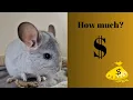 How much money did I make breeding chinchillas in 2023
