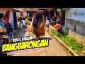 Lagu BANGBARONGAN NGAMUK NGEJAR BOCIL FF AUTO DI CAPLOK ❗❗ KUDA RENGGONG CUTA MUDA GROUP 💥 LEMBUR KURING