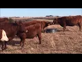 Herd Behavior