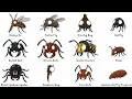 Download Lagu Every DEADLIEST Insects Explained in 10 Minutes