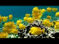 Yellow Tang Fish - Yellow Tang School