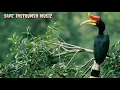 Download Lagu Sape' Instrumen Music Borneo