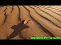 Why Sidewinder Rattlesnakes Move Sideways All About These Desert Predators