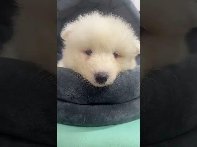動画