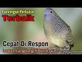 Lagu PANCINGAN PERKUTUT TERBAIK CEPAT DIRESPON LAWAN SEKETIKA BIKIN SEMUA PERKUTUT NYAUT RIBUT