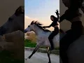 Download Lagu #cavalos #cavalomarchador #cavalo #mangalarga #horse #cavalosselados #vaquejada #mangalargamarchador