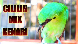 Download 🔴MASTERAN CUCAK IJO ISIAN CILILIN MIX KENARI GACOR MP3