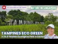 Lagu Tampines Eco Green The Nature/Ecological Park in Eastern Singapore  #diversitytrail #marshtrail 
