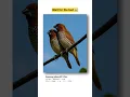 Download Lagu A Day in the Feathered World – Where Sky Meets Soul #shorts #photography