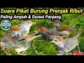 Download Lagu PIKAT BURUNG || SUARA BURUNG PRENJAK RIBUT PIKAT