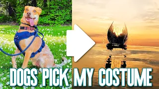 Rescue dogs pick out my mermaid costume... what could go wrong? 😅