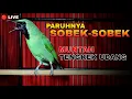Download Lagu MUNTAH TENGKEK UDANG || CUCAK IJO GACOR BUKA PARUH SAMPAI SOBEK-SOBEK