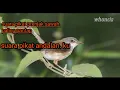 Download Lagu suara pikat ciblek sawah paling ampuh