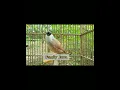 Download Lagu Suara Burung Kaso - Kaso .#shorts