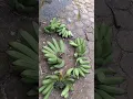 Download Lagu Papa mama bercocok tanam pisang berhasil 14 Pisang terbaik ambrol karena mama tidak tahan sempurna