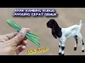 Download Lagu Saya tidak pernah beli obat gemuk buat kambing, Setelah tau rahasia ini, Mudah, gratis, 100% ampuh