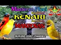 Lagu Masteran Pleci Tembakan Kenari Sambung Mantenan Kualitas Suara Jernih