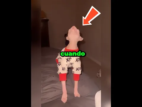 Cuando tu gato empiece a estornudar #gatos #shorts
