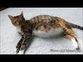 Cat swallowed my golds fish cat pregnant vore