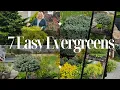 7 Evergreens for Every Garden