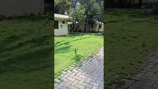                     دندنها