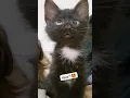 Download Lagu Haaa! 😍 Viral Cat Saying Huh Meme