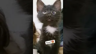 Haaa Viral Cat Saying Huh Meme 