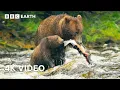 Download Lagu Cub Swept up in Raging Rapids | 4K UHD | BBC Earth