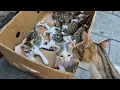Download Lagu The mother cat loves her kittens so much that she gets excited when she sees them.