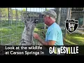 Take a trip to Carson Springs in Gainesville Florida