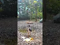 Download Lagu white breasted waterhen bird sound 🐧 Backyard Feeder