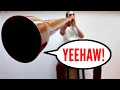 Lagu Didgeridoo-vocalisaties leren: je stem gebruiken tijdens het spelen van didgeridoo