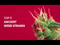 Download Lagu Top 5 Ancient Weed Strains